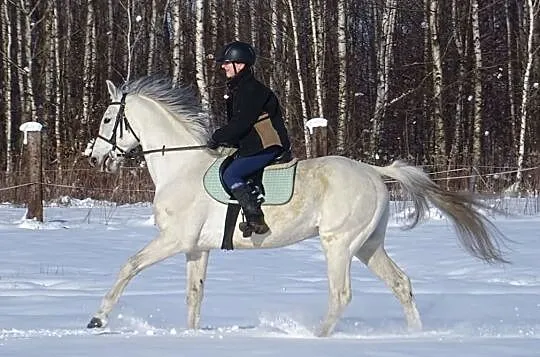 Ogier małopolski Argon ex Arden