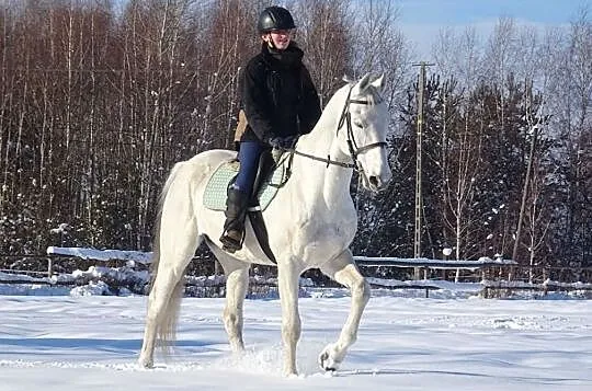 Ogier małopolski Argon ex Arden, , 