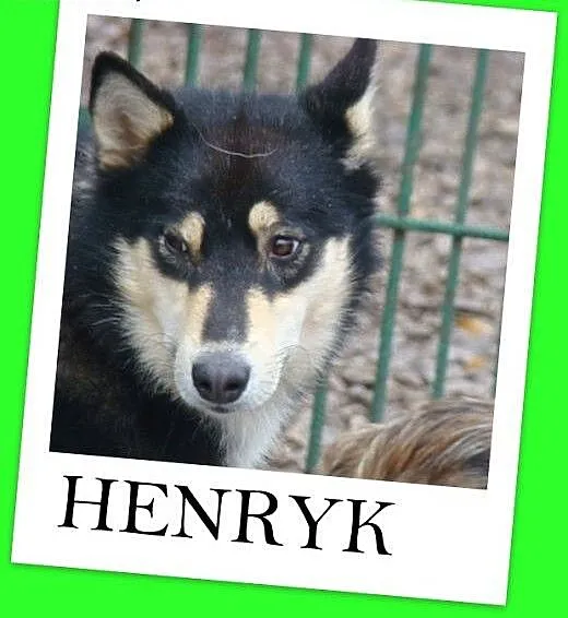 Husky mix,aktywny,przyjazny ,szczepiony pies HENRY