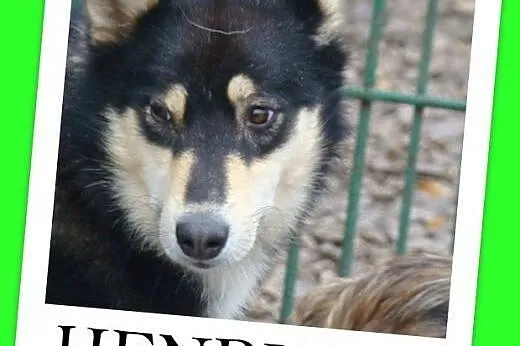 Husky mix,aktywny,przyjazny ,szczepiony pies HENRY