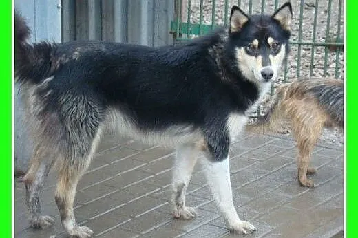 Husky mix,aktywny,przyjazny ,szczepiony pies HENRY