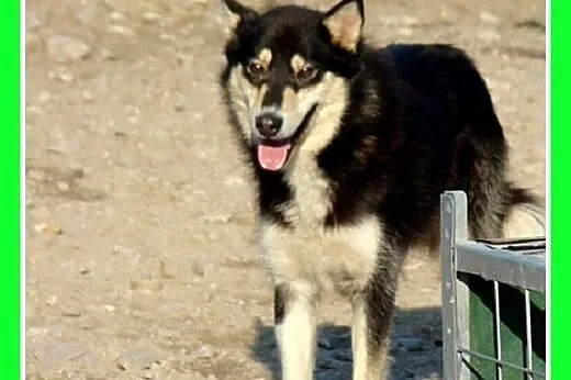 Husky mix,aktywny,przyjazny ,szczepiony pies HENRY