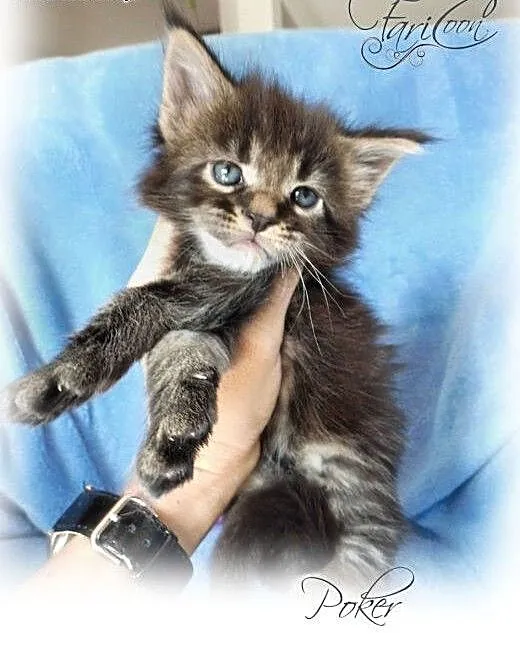 Maine Coon kocurki klasyczne, małopolskie Kraków