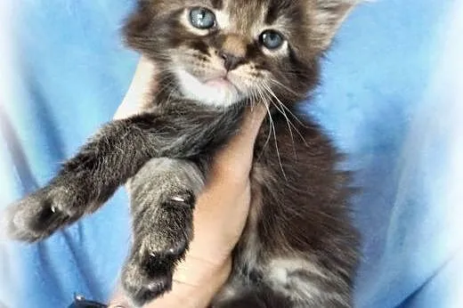 Maine Coon kocurki klasyczne,  małopolskie Kraków