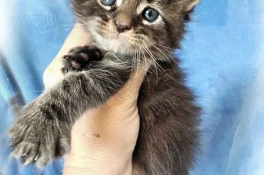 Maine Coon kocurki klasyczne,  małopolskie Kraków