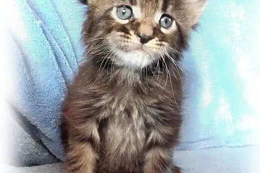 Maine Coon kocurki klasyczne,  małopolskie Kraków