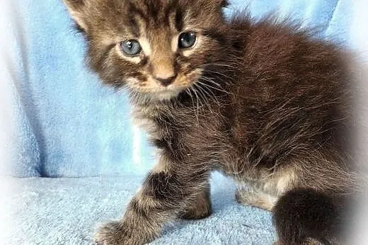 Maine Coon kocurki klasyczne,  małopolskie Kraków