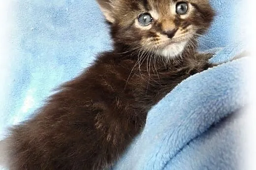 Maine Coon kocurki klasyczne,  małopolskie Kraków