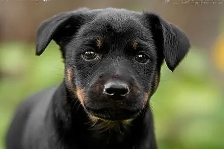 KUKI-  czyli  cudna KSIĘŻNICZKA   do   ADOPCJI,  świętokrzyskie Kielce