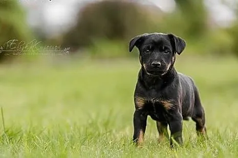 KUKI-  czyli  cudna KSIĘŻNICZKA   do   ADOPCJI,  ś
