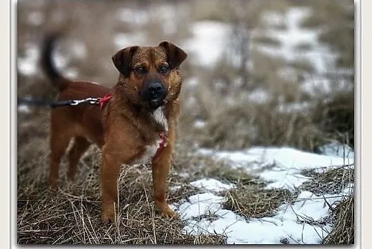 Średni 10 kg,młody 1,5 roczny,wesoły,łagodny,szczepiony piesek DOMINIK.Adopcja.