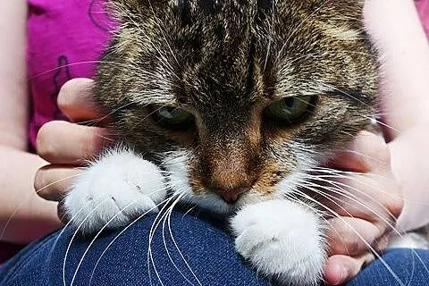 Mia- kochany tygrysek
