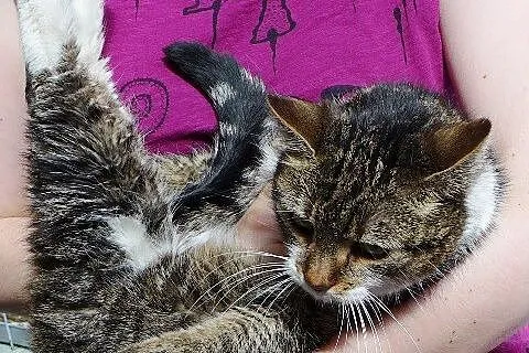 Mia- kochany tygrysek