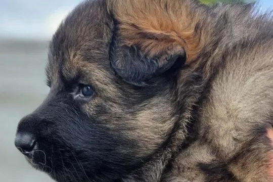 Owczarek staroniemiecki (niemiecki długowłosy)Piekne,mocne szczenieta