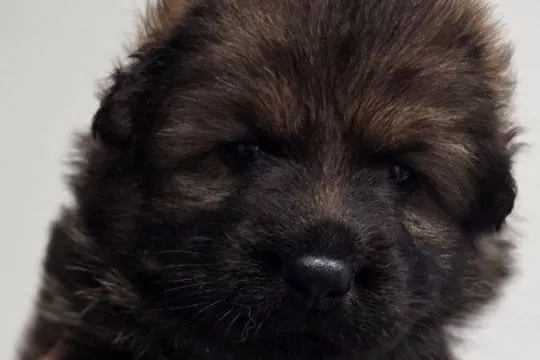 Owczarek staroniemiecki (niemiecki długowłosy)Piekne,mocne szczenieta, , Nysa