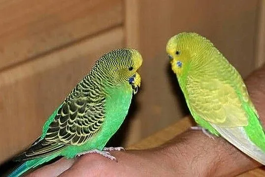 Papugi faliste,różne kolory, Nowy Tomyśl