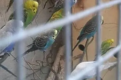 Papugi faliste,różne kolory, Nowy Tomyśl
