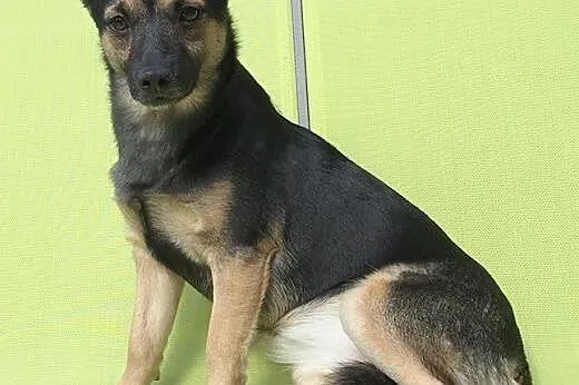 Mała, urocza Nala, pokochaj psie dziecko!,  Kundelki cała Polska