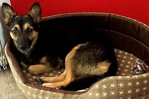 Mała, urocza Nala, pokochaj psie dziecko!,  Kundel