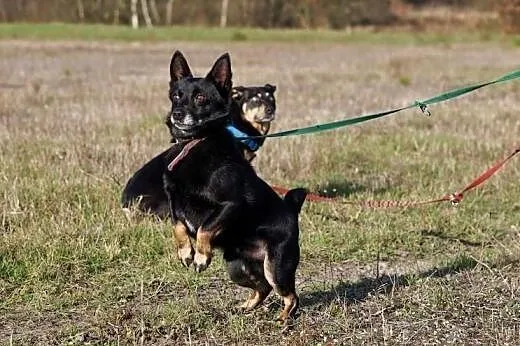 Niezwykła psia przyjaźń! Kumpel pomaga swojemu nie