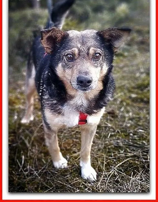 11 kg,średni,łagodny,towarzyski,wesoły,szczepiony piesek KUBA.ADOPCJA., małopolskie Kraków, Małopolskie, Kraków