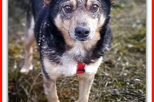 11 kg,średni,łagodny,towarzyski,wesoły,szczepiony piesek KUBA.ADOPCJA.,  małopolskie Kraków, Małopolskie, Kraków