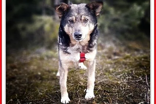 11 kg,średni,łagodny,towarzyski,wesoły,szczepiony piesek KUBA.ADOPCJA.,  małopolskie Kraków, Małopolskie, Kraków