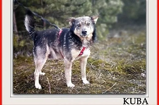 11 kg,średni,łagodny,towarzyski,wesoły,szczepiony piesek KUBA.ADOPCJA.,  małopolskie Kraków, Małopolskie, Kraków