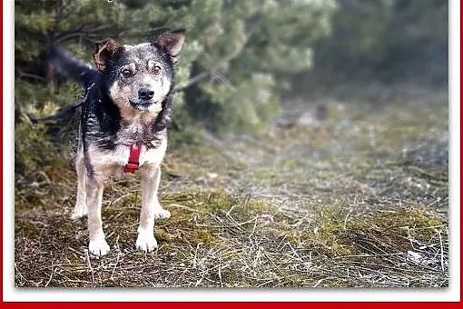 11 kg,średni,łagodny,towarzyski,wesoły,szczepiony piesek KUBA.ADOPCJA.,  małopolskie Kraków, Małopolskie, Kraków