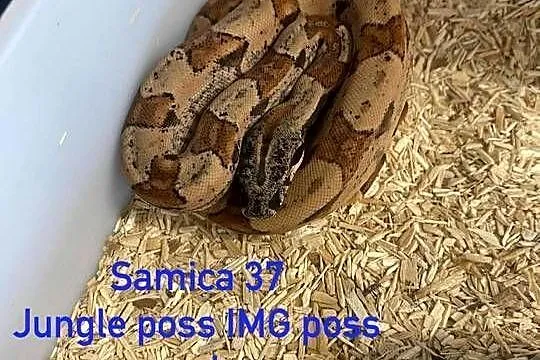 Węże boa dusiciele bci młode, Śląskie, Rybnik