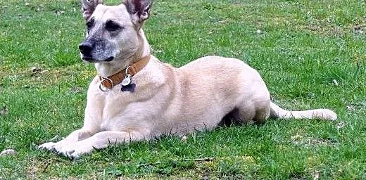 Fiona – czas na nowe życie, Kundelki ca