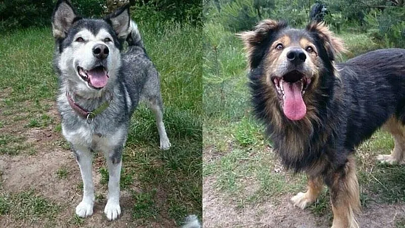 Suczka alaskan malamute i mix leonberger zakochana
