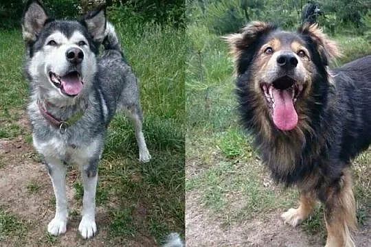 Suczka alaskan malamute i mix leonberger zakochana