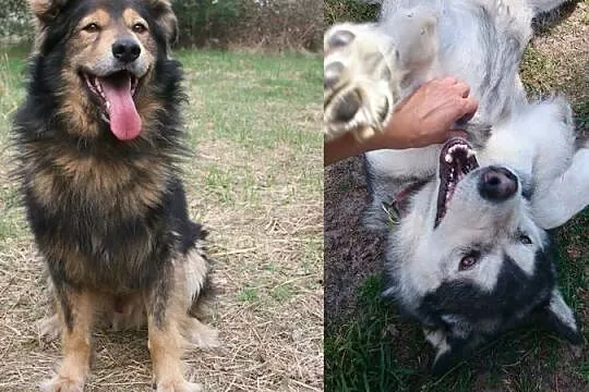 Suczka alaskan malamute i mix leonberger zakochana