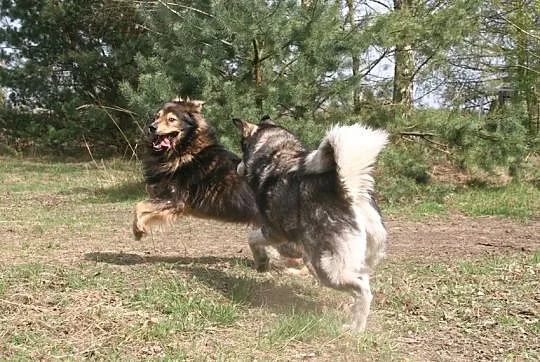 Suczka alaskan malamute i mix leonberger zakochana