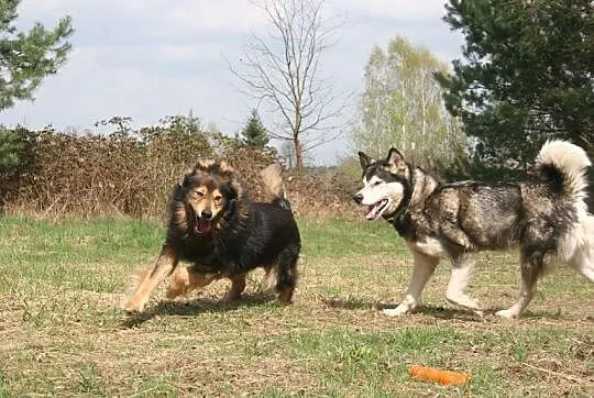 Suczka alaskan malamute i mix leonberger zakochana