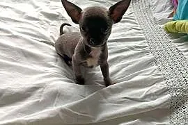 Śliczna szara suczka Chihuahua szuka kochającego domu!