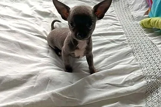 Śliczna szara suczka Chihuahua szuka kochającego domu!, Mazowieckie, Płońsk