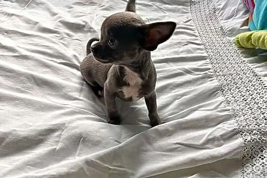 Śliczna szara suczka Chihuahua szuka kochającego domu!, Mazowieckie, Płońsk