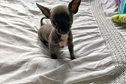 Śliczna szara suczka Chihuahua szuka kochającego domu!, Mazowieckie, Płońsk