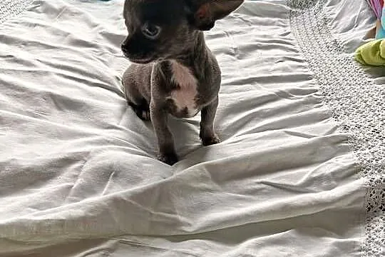 Śliczna szara suczka Chihuahua szuka kochającego domu!, Mazowieckie, Płońsk