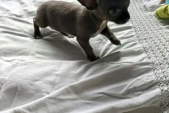 Śliczna szara suczka Chihuahua szuka kochającego domu!, Mazowieckie, Płońsk