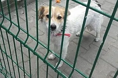 Daysie młodziutka sunia szuka mądrego domu!!! PILN
