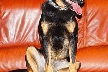 MELA - nieduża, 1,5 roczna śliczna sunia do adopcj
