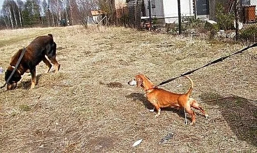 Lucek - jamniczek w sile wieku szuka nowego domu,