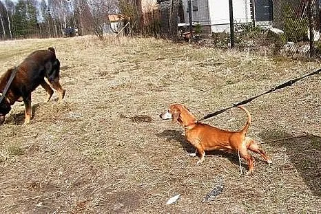 Lucek - jamniczek w sile wieku szuka nowego domu, 