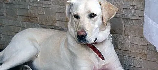 Molly młoda labradorka do adopcji, mazowieckie Ot
