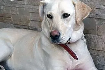 Molly młoda labradorka do adopcji,  mazowieckie Ot