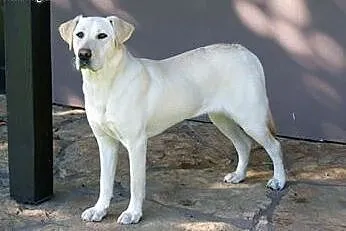 Molly młoda labradorka do adopcji,  mazowieckie Ot