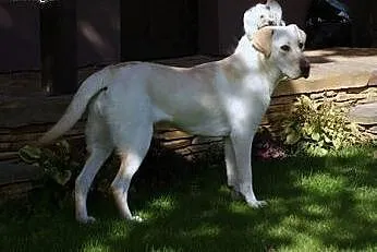 Molly młoda labradorka do adopcji,  mazowieckie Ot